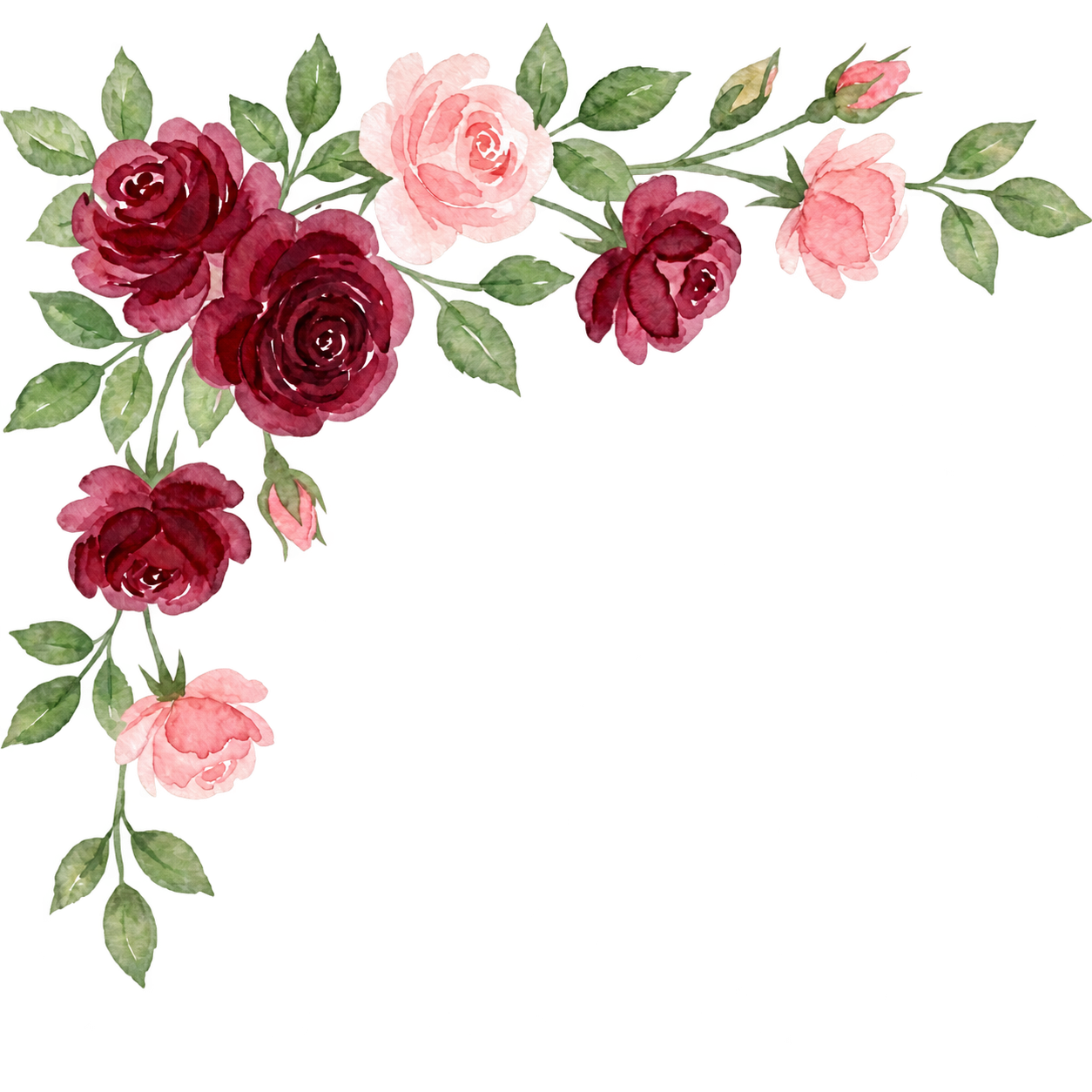 Watercolour burgundy and blush roses